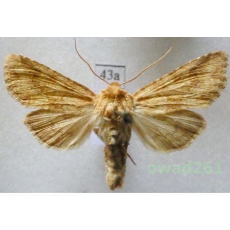 Conisania luteago (Denis & Schiffermüller, 1775) Slovakia43a